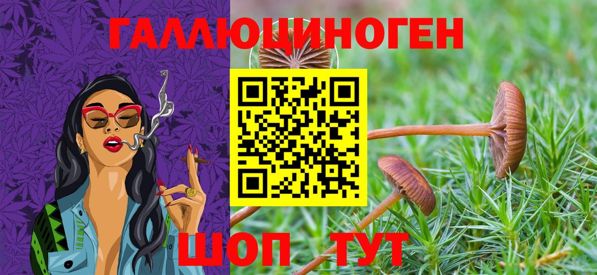 Бердск  Псилоцибиновые грибы Cubensis  наркотики  Вход с VPN 
